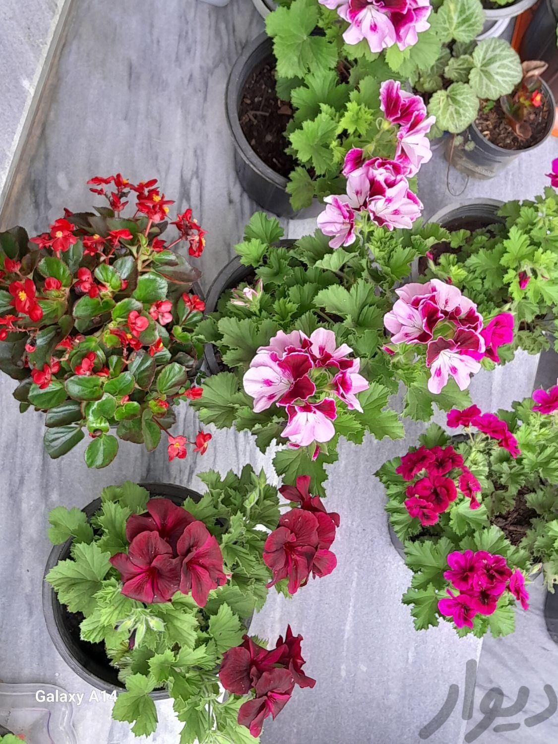 گلهای شمعدانی هلندی واژدر وگل عروس|خدمات باغبانی و درختکاری|سیاهکل, |دیوار