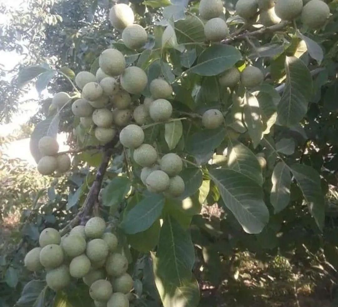نهال گردو گلدانی خوشه ای کاشت در این فصل پر بار|خدمات باغبانی و درختکاری|شهرکرد, |دیوار