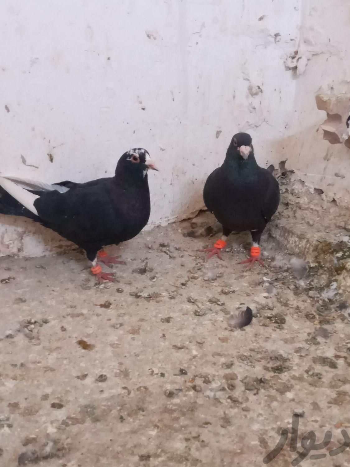 جفت سیاه پلنگ کبوتر|پرنده|کرمان, |دیوار