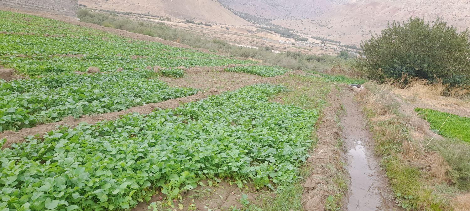 سبزی خورشتی تازه تمیز بدون یه زره اب|خوردنی و آشامیدنی|کوهدشت, |دیوار