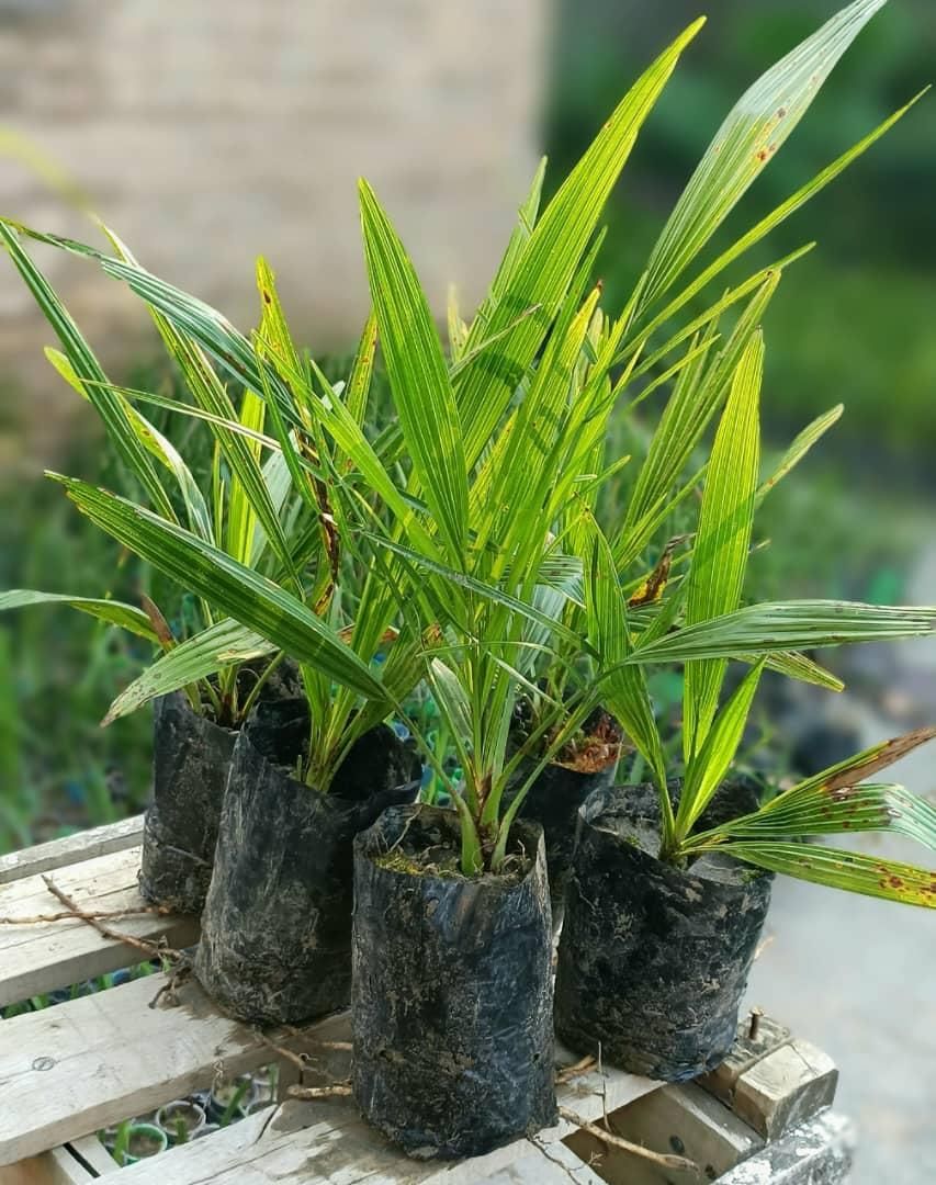 نخل فنیکس پالم نارگیل درخت نهال موز برحی خرما|خدمات باغبانی و درختکاری|کارون, |دیوار
