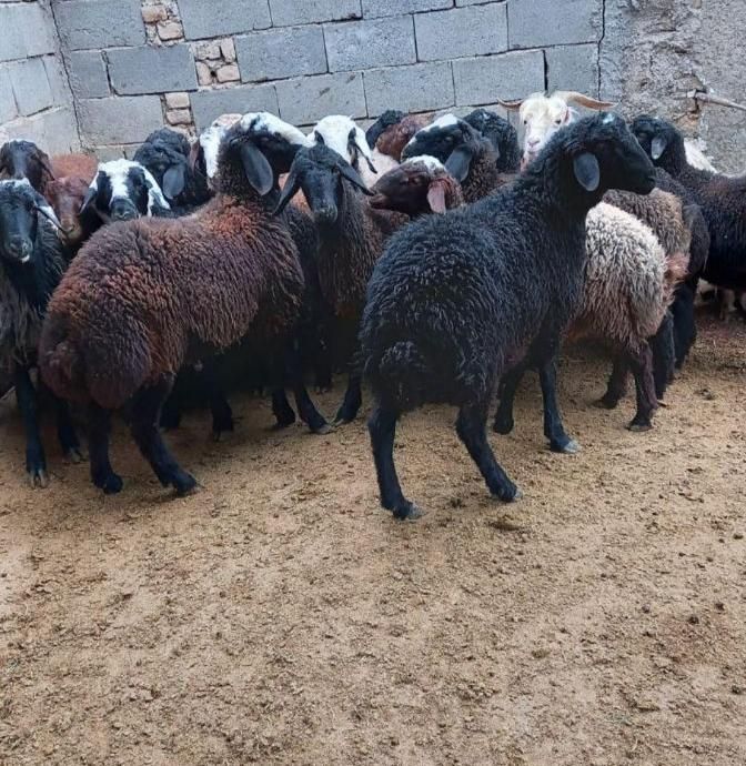 گوسفند زنده ۳۰کیلو به بالا برای همشهریان  کرجی|حیوانات مزرعه|کرج, گلشهر|دیوار
