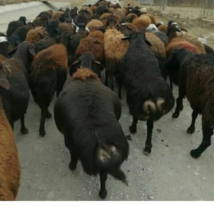 زنده  فروشی  بزغاله گوسفند با قصاب سلامت *۱۰۰*|حیوانات مزرعه|تهران, گیشا|دیوار