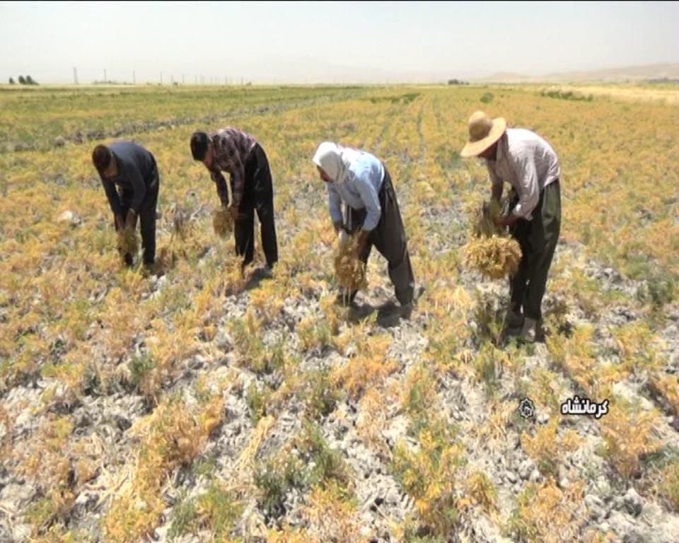 گروه کارگرکارکشاورزی به صورت گروهی|خدمات باغبانی و درختکاری|خرمآباد, |دیوار