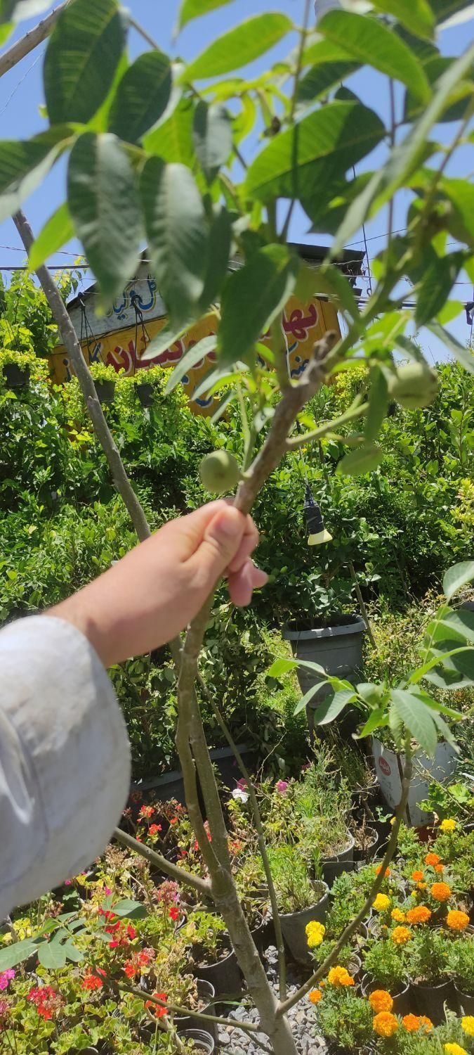 نهال و درخت ۴ ساله درشت گردو باردار|خدمات باغبانی و درختکاری|فلاورجان, |دیوار