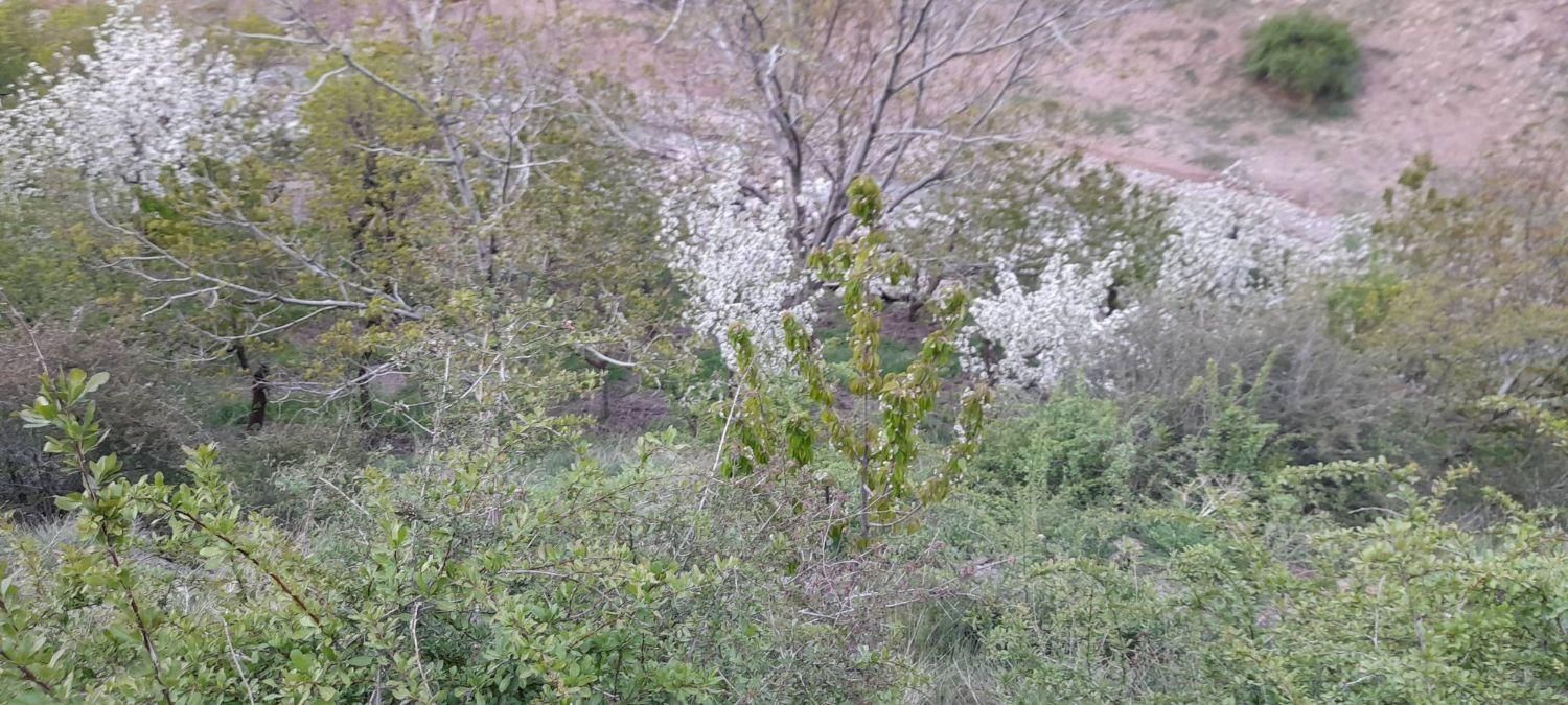 زمین باغ 900متر لواسان بزرگ  روستای جورد|فروش زمین و ملک کلنگی|تهران, نیروی هوایی (پیروزی)|دیوار