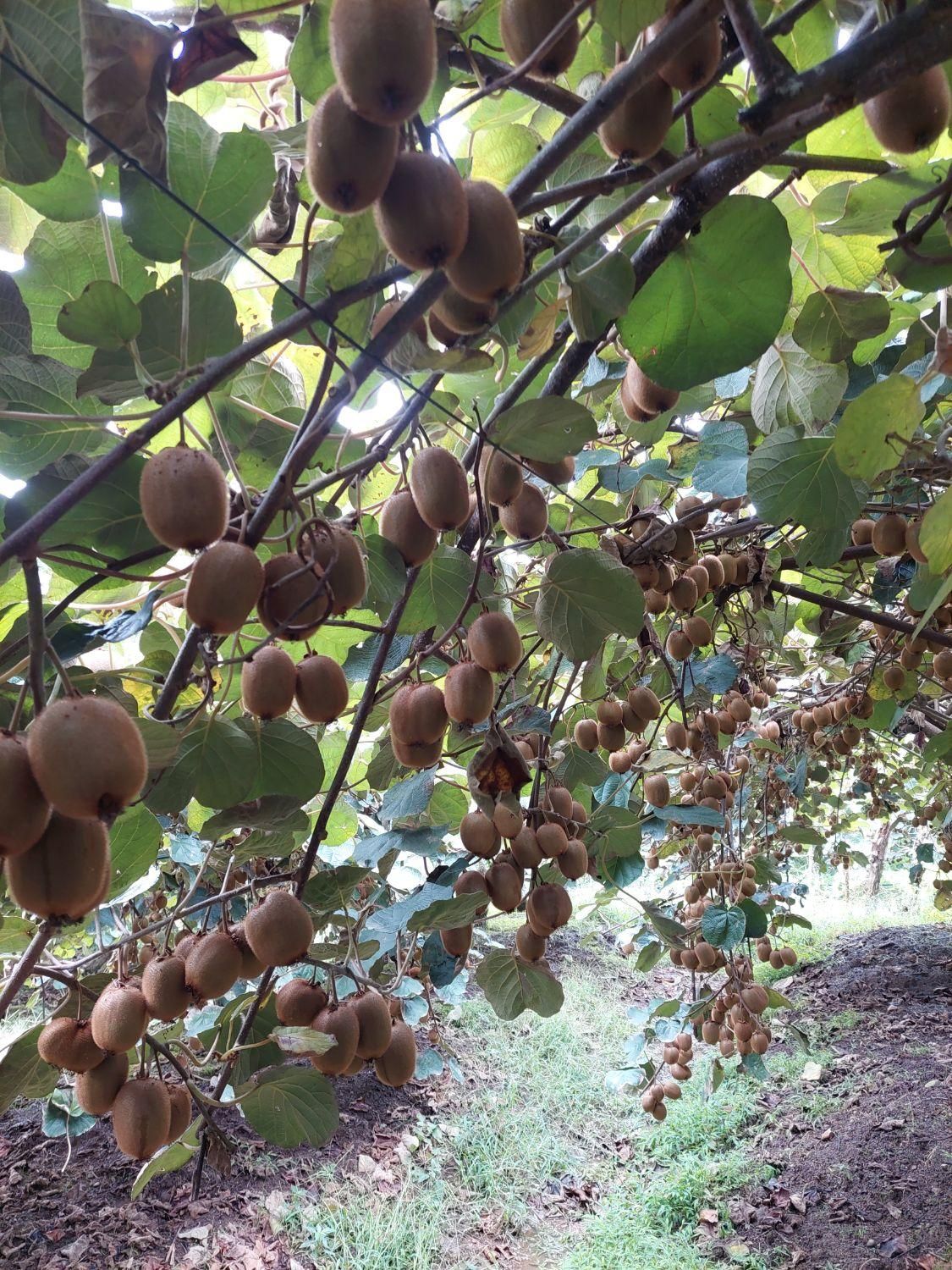 باغ کیوی فروشی لیسار|فروش زمین و ملک کلنگی|تالش, تالش|دیوار