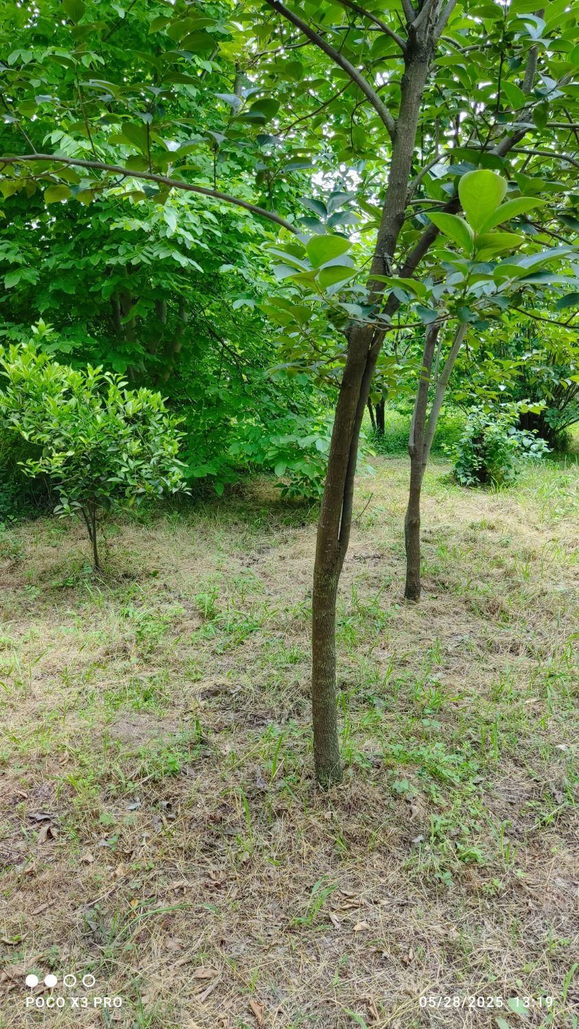 ۴۰۰متر زمین مسکونی شهری داخل مرکز شهر سنگر رشت|فروش زمین و ملک کلنگی|تهران, نواب|دیوار