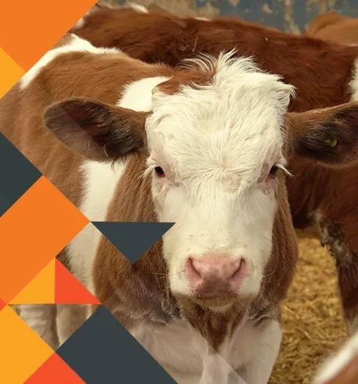 سوپر استارتر گوساله و بره|لوازم جانبی حیوانات|ارومیه, |دیوار