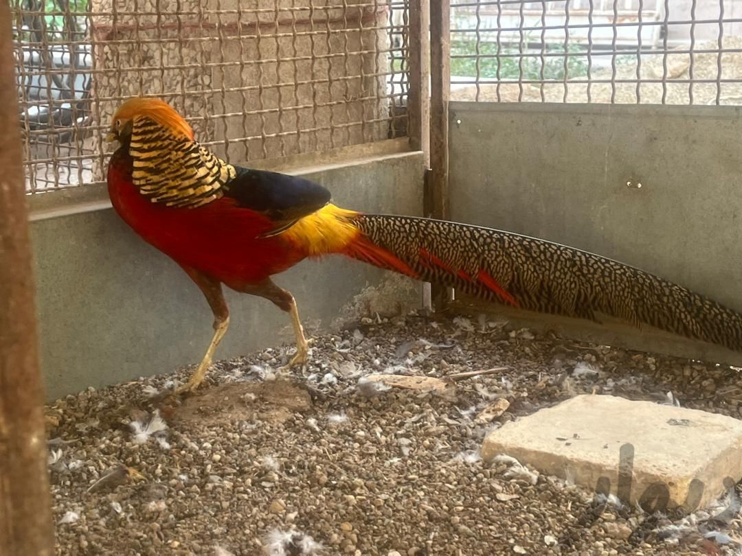 طاووس|پرنده|تهران, دروازه شمیران|دیوار