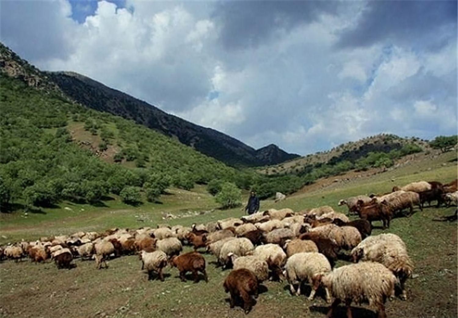 گوسفند از ۶میلیون به بالا باهرتوان مالی|حیوانات مزرعه|مشهد, توس (بلوار توس)|دیوار
