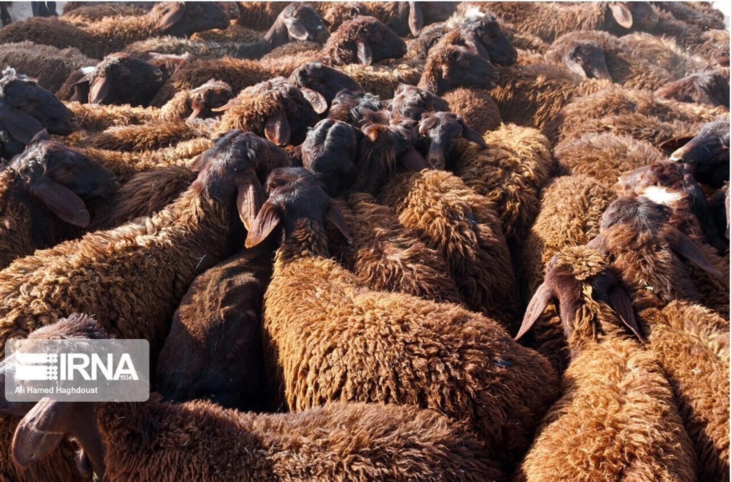 پردیس بومهن رودهن ارسال گوسفند زنده پروار باقصاب|حیوانات مزرعه|پردیس, |دیوار