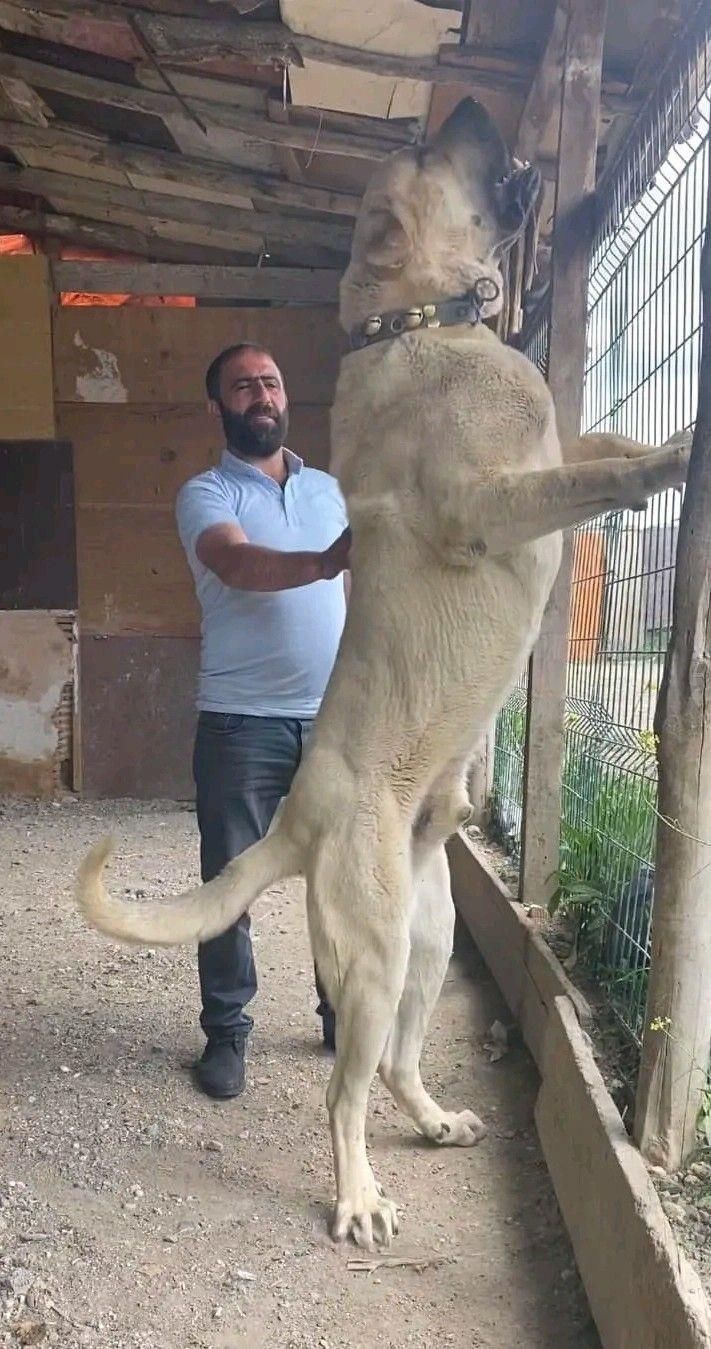 سگ نگهبان بالغ ، با این سگها خیالتان راحت|سگ|چهارباغ, |دیوار