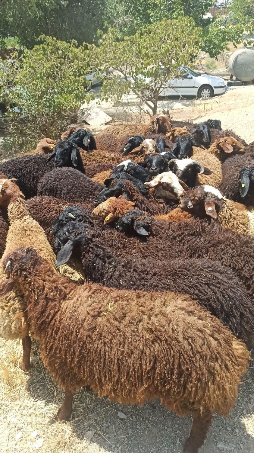 افشاری گوسفند در تهران زنده مغانی کردستانی|حیوانات مزرعه|تهران, کاج|دیوار