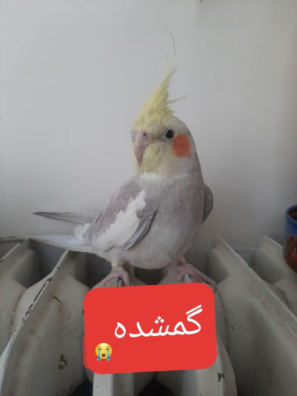 گمشده|حیوانات|خوانسار, |دیوار