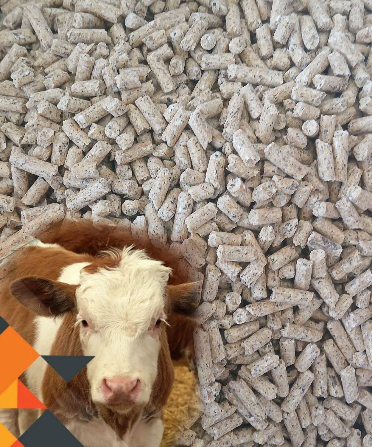 سوپر استارتر گوساله و بره|لوازم جانبی حیوانات|ارومیه, |دیوار