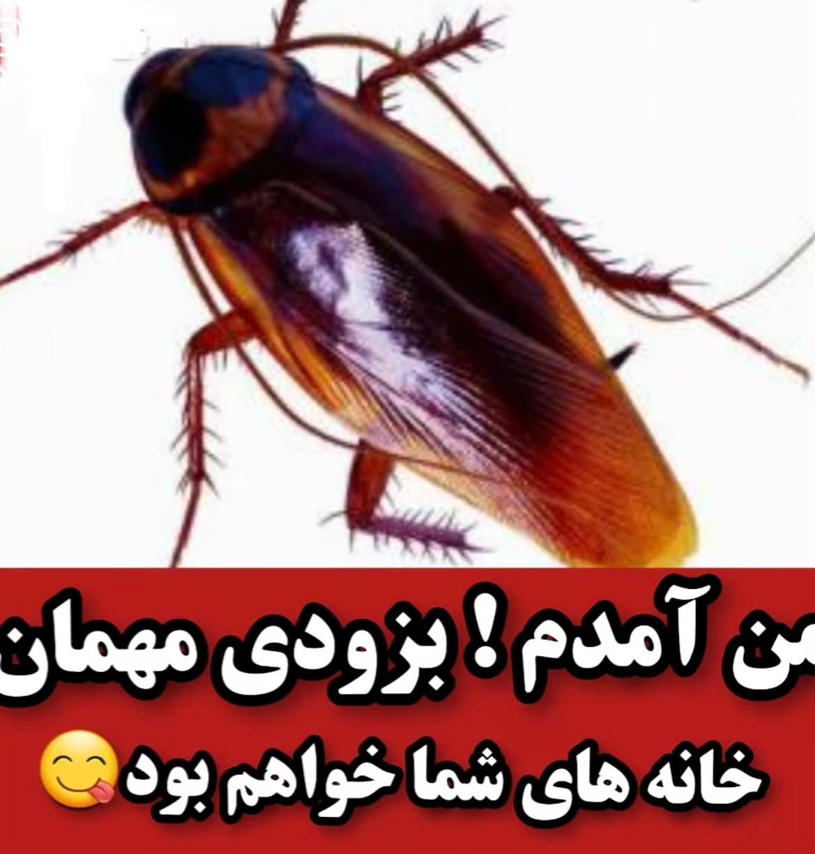 سمپاشی سم پاشی سوسک ساس موش کک زیرنظرمتخصص|خدمات نظافت|رشت, باقرآباد|دیوار