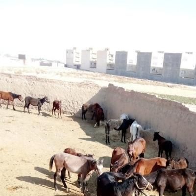 خریدو فروش اسب بار کش و پالونی|اسب و تجهیزات اسب‌سواری|تهران, آرژانتین|دیوار