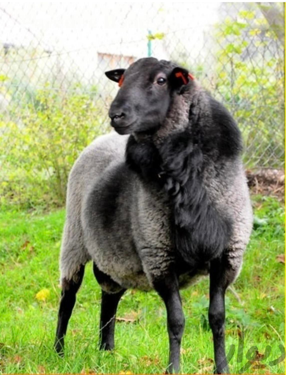 گوسفند زنده پرواری با قصاب درب منزل|حیوانات مزرعه|تهران, باغ فیض|دیوار