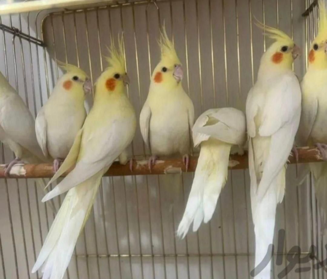 بانک عروس هلندی دستی سخنگو نر ماده باضمانت ۱سال|پرنده|تهران, استاد معین|دیوار