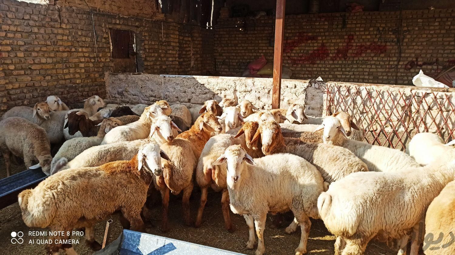 بدون واسطه خرید مستقیم از دامدار گُوسِفَند|حیوانات مزرعه|مشهد, نوید|دیوار