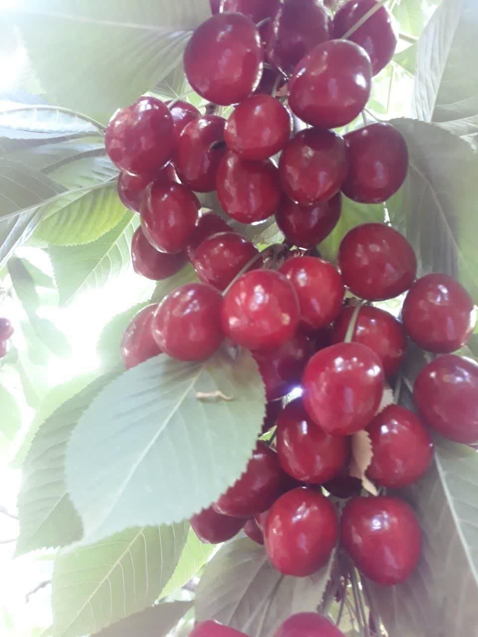 باغ زمین کشاورزی 460متری پل زمانخان|فروش دفتر صنعتی، کشاورزی، تجاری|شهرکرد, |دیوار