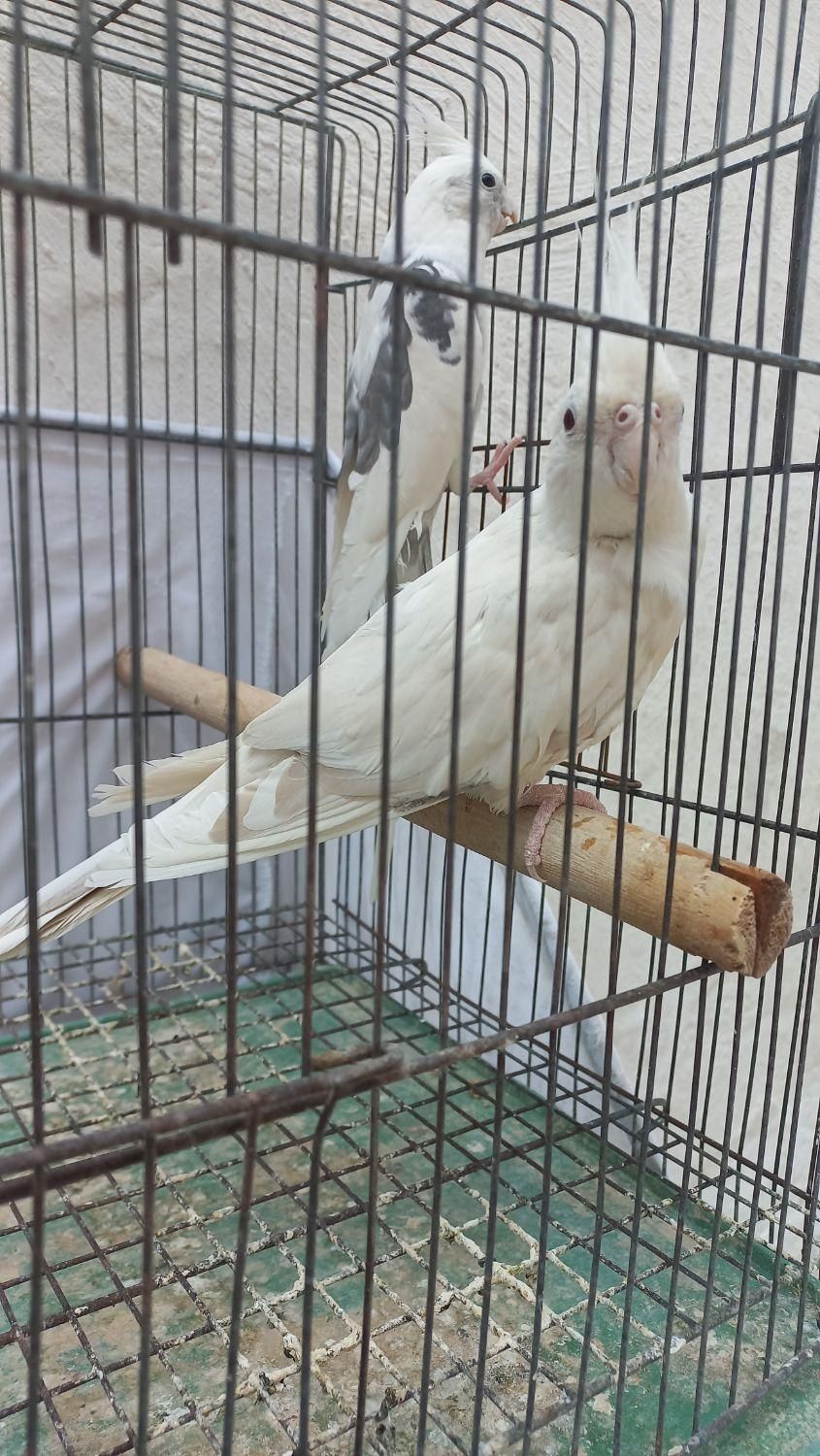 نر دو کت ماده آلبینو|پرنده|رشت, رودبارتان|دیوار