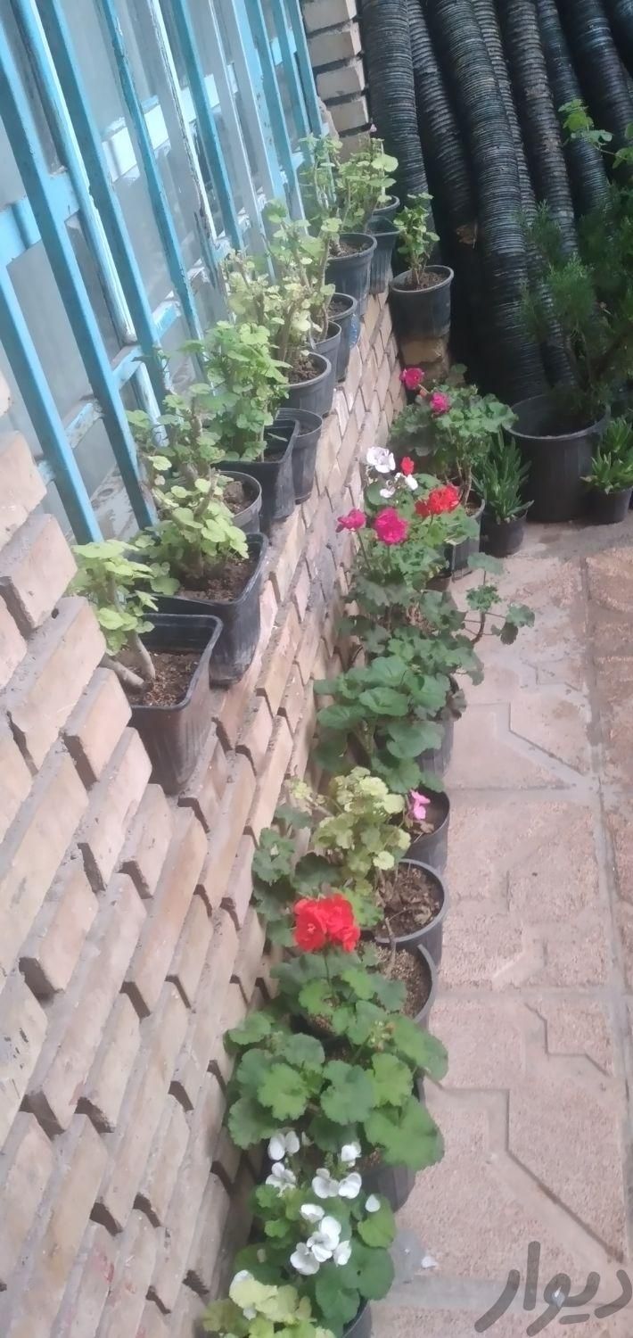 گل رز گل شمعدانی گل خرزهره گل شمشاد|گل و گیاه طبیعی|مشهد, باهنر|دیوار