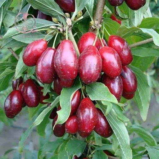 زغال اخته آذربایجان|خوردنی و آشامیدنی|تهران, شهرک آزادی|دیوار