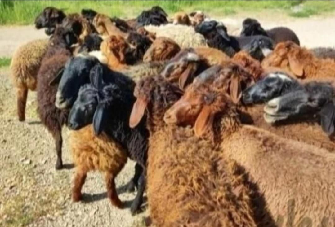 انواع گوسفند‌زنده‌بره نروماده خوش‌پخت|حیوانات مزرعه|قم, باسکول|دیوار