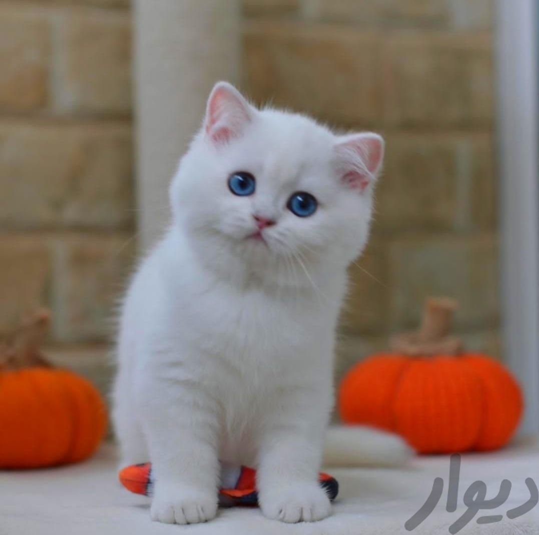 مجموعه گربه های نژاد دار اصیل وارداتی|گربه|تهران, فرحزاد|دیوار