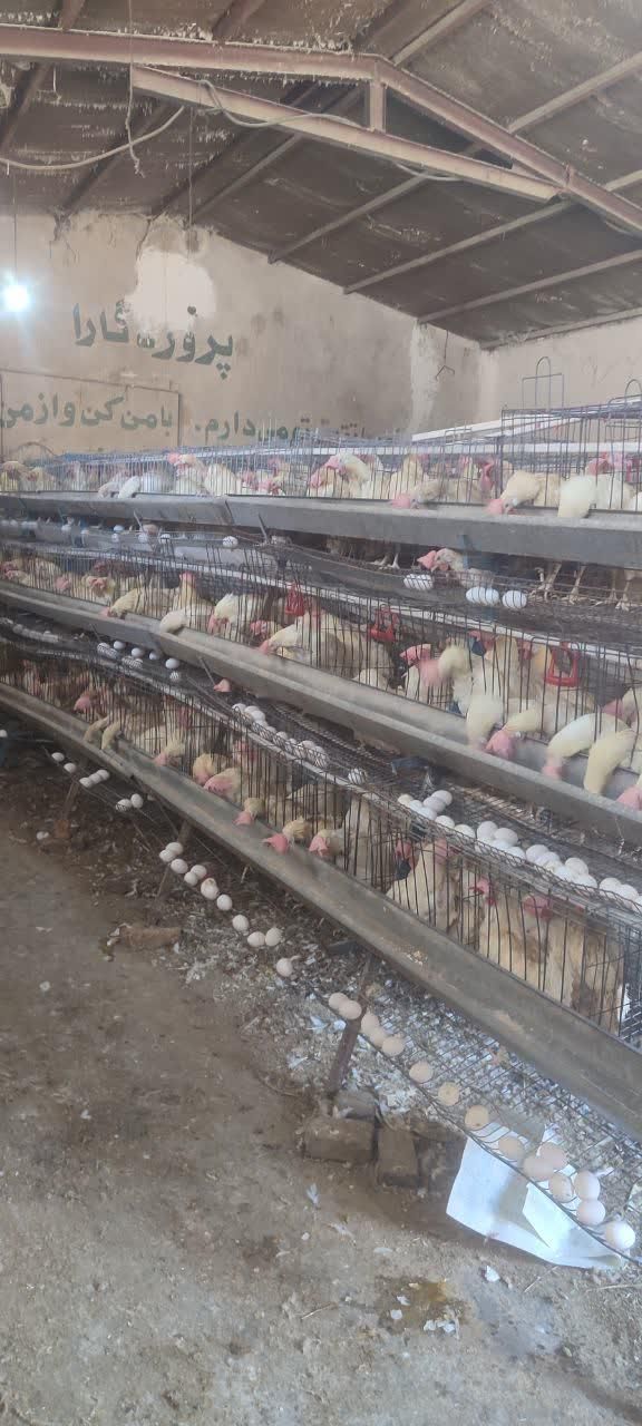 فروش گله مرغ لگهورن تخمگذار سفید در شهریار|حیوانات مزرعه|تهران, سعادت‌آباد|دیوار