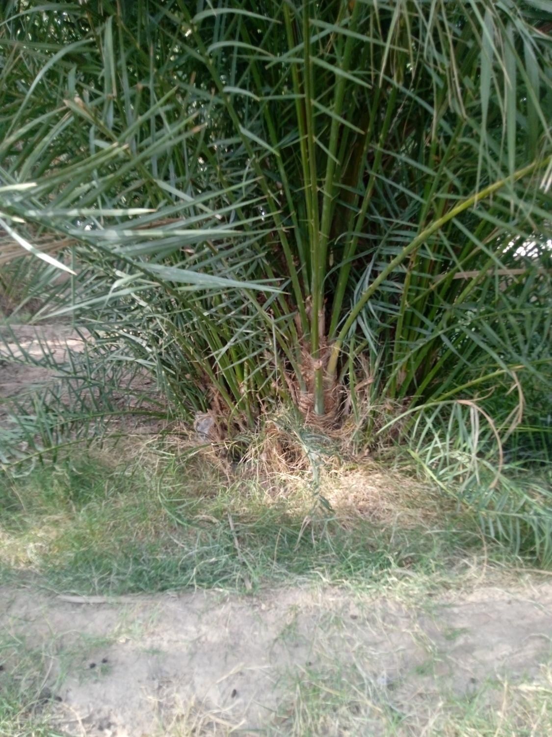 جونگ مضافتی  با بهترین نسل|گل و گیاه طبیعی|بم, |دیوار