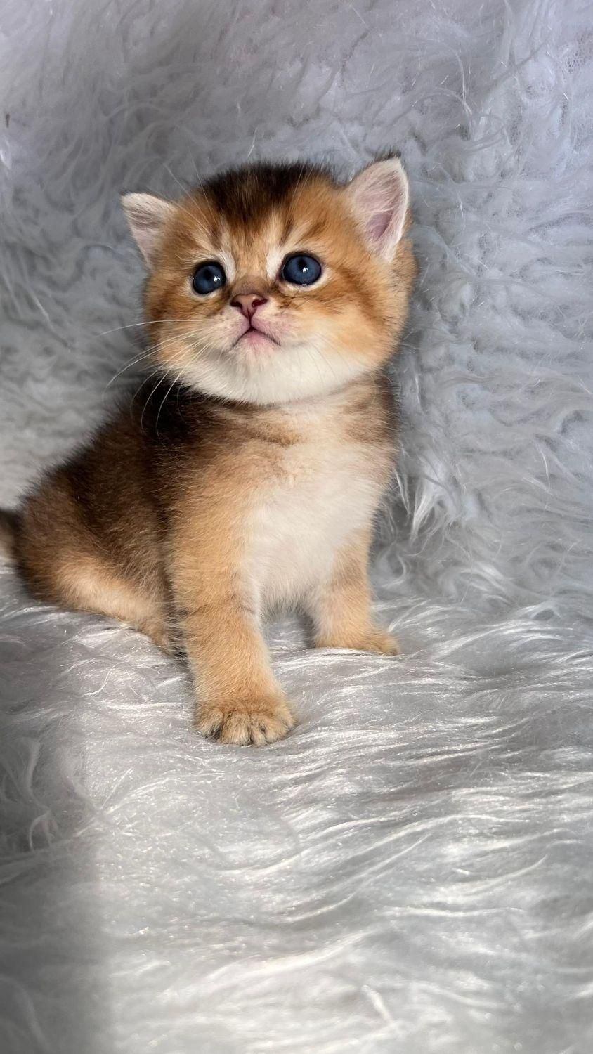 گربه های گلد اشرافی ( مجموعه تخصصی گلد iran cats (|گربه|اهواز, گلستان|دیوار