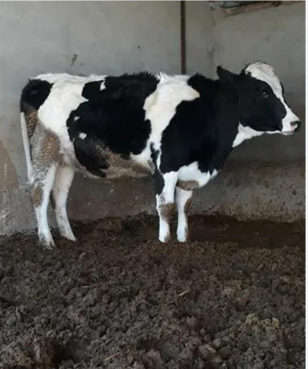 (سلاخ قصاب سیار )گوساله و گوسفند درکل تهران|خدمات پیشه و مهارت|تهران, خانیآباد|دیوار