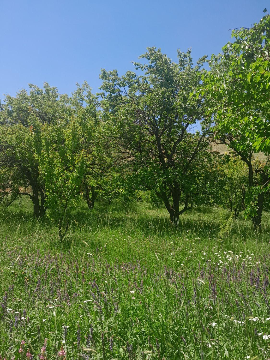 باغ در روستای اولو کندی واقع است به متراژ ۱۰۰۰ م|فروش زمین و ملک کلنگی|تبریز, |دیوار