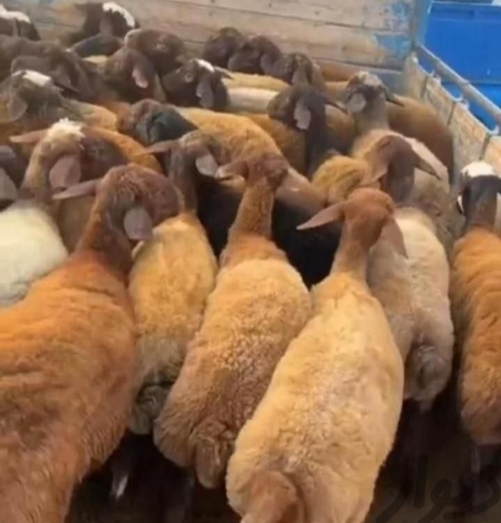 بره و گوسفند پرگوشت با سلاخی|حیوانات مزرعه|قم, زنبیل آباد|دیوار