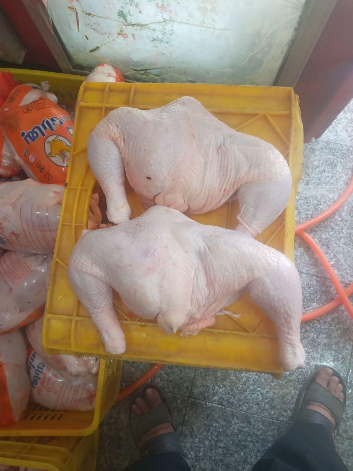 ران.مرغ|خوردنی و آشامیدنی|کرمانشاه, |دیوار