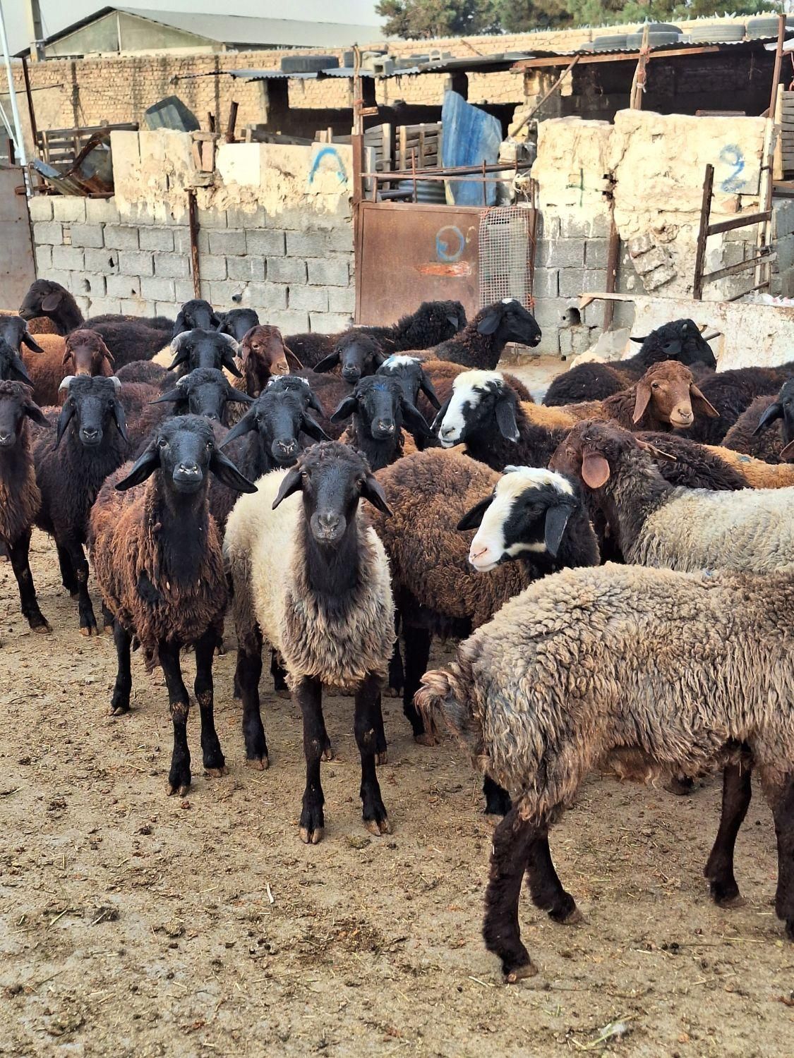 مناسب قربانی گوسفند زنده شکم خالی پر گوشت چاق|حیوانات مزرعه|ماهدشت, |دیوار