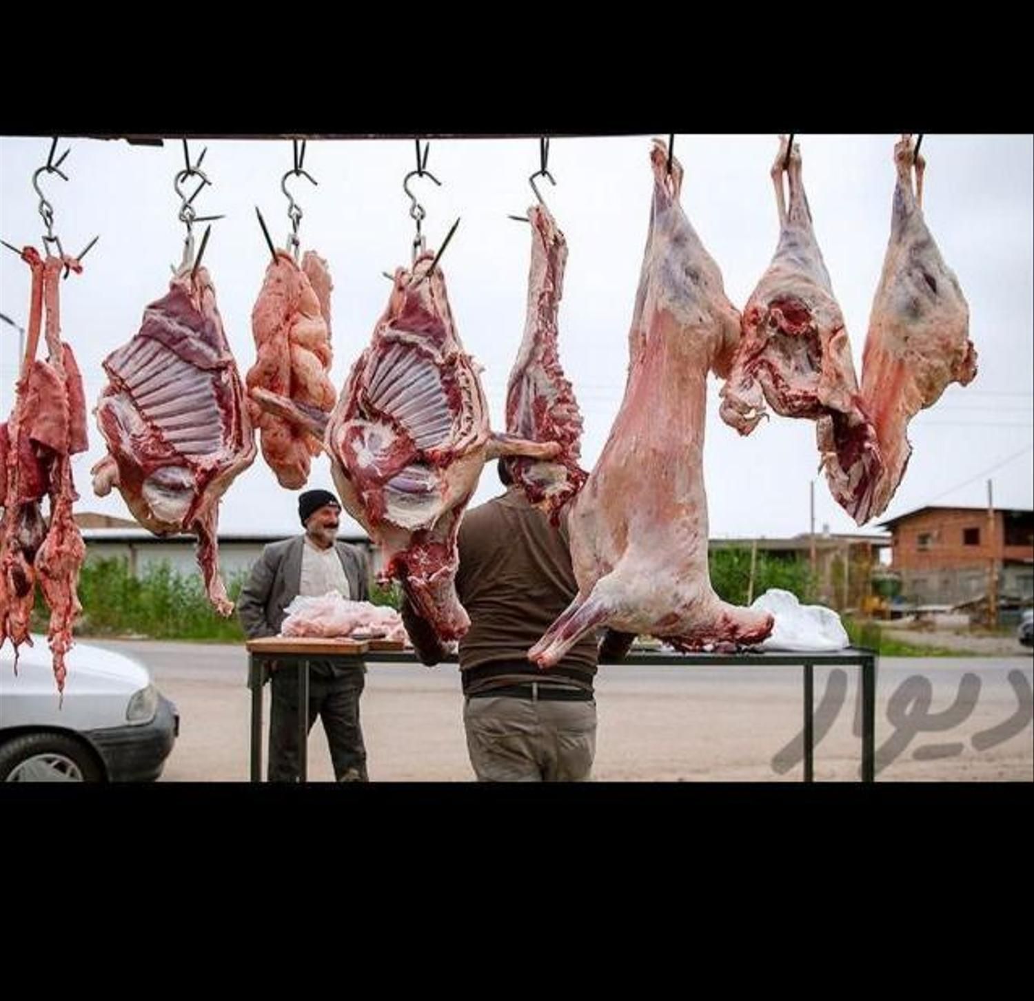 شهرداری تهران فروش گوسفند زنده چاق پرواری|حیوانات مزرعه|تهران, جوادیه|دیوار