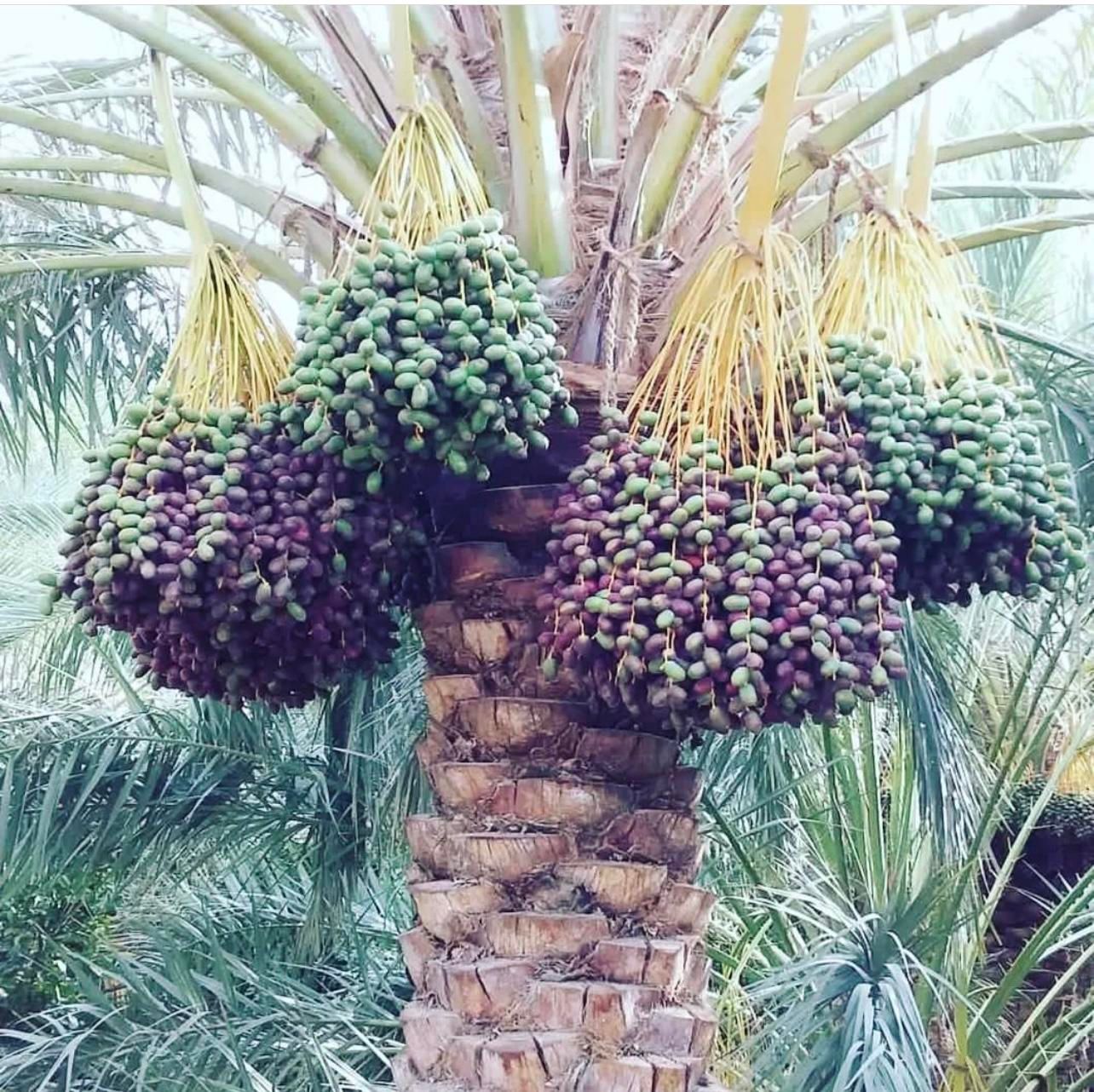 (نخل ستان)|فروش دفتر صنعتی، کشاورزی، تجاری|تبریز, |دیوار