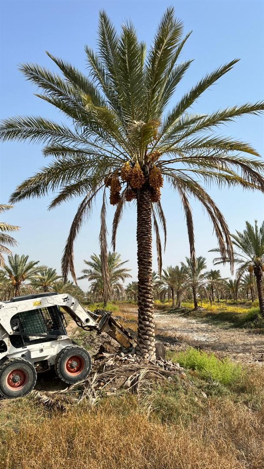 نخلستان در انزلی|خدمات باغبانی و درختکاری|بندر انزلی, |دیوار