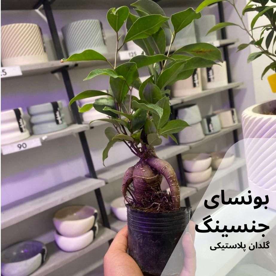 فروش ویژه بونسای جنسینگ|گل و گیاه طبیعی|اصفهان, الهیه|دیوار