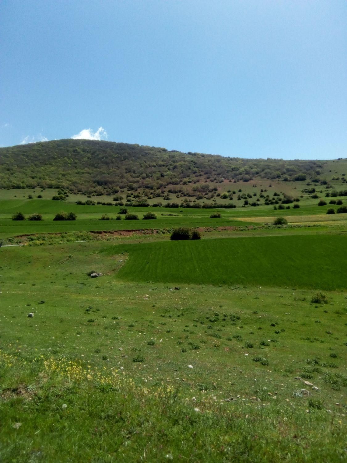 اجاره زمین در کجور کندلوس/کیاکلا/مونج/جاده نیچکوه|اجارهٔ دفتر صنعتی، کشاورزی، تجاری|کجور, |دیوار