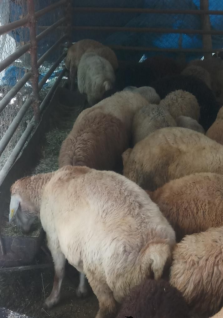کاروانسرای بزرگ گوسفند غرب تهران زنده فروش معتبر|حیوانات مزرعه|تهران, فرحزاد|دیوار