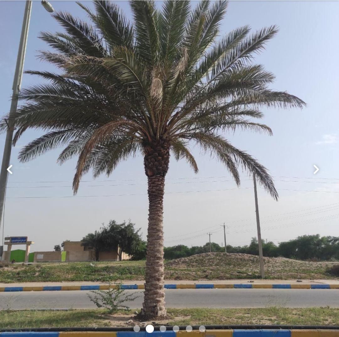 پخش کننده درخت نخل درسراسرکشور|خدمات باغبانی و درختکاری|چالوس, |دیوار
