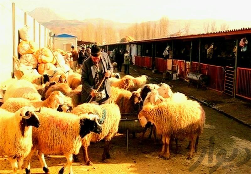 گوسفند زنده همه نژادها با مکان بهداشتی|حیوانات مزرعه|مشهد, الهیه|دیوار