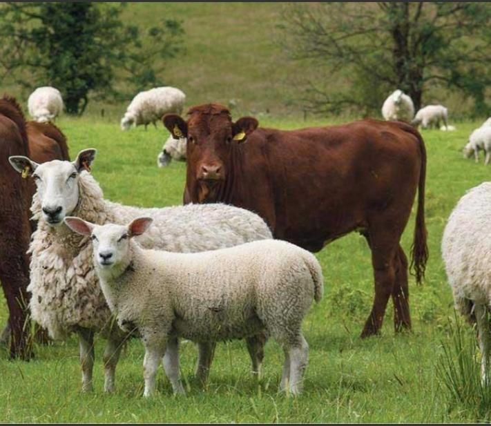 دامداری ثامن انواع نژادهمه وزنی تکی|حیوانات مزرعه|تهران, کیانشهر|دیوار