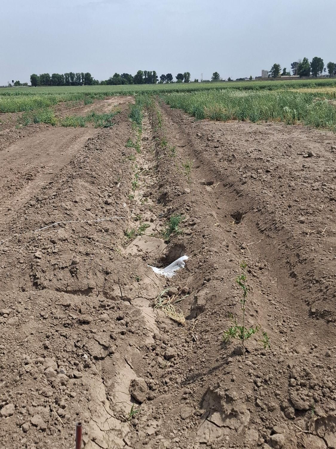 زمین باغی پویینک قرچک(سند تک برگ)|فروش زمین و ملک کلنگی|قرچک, پویینک|دیوار