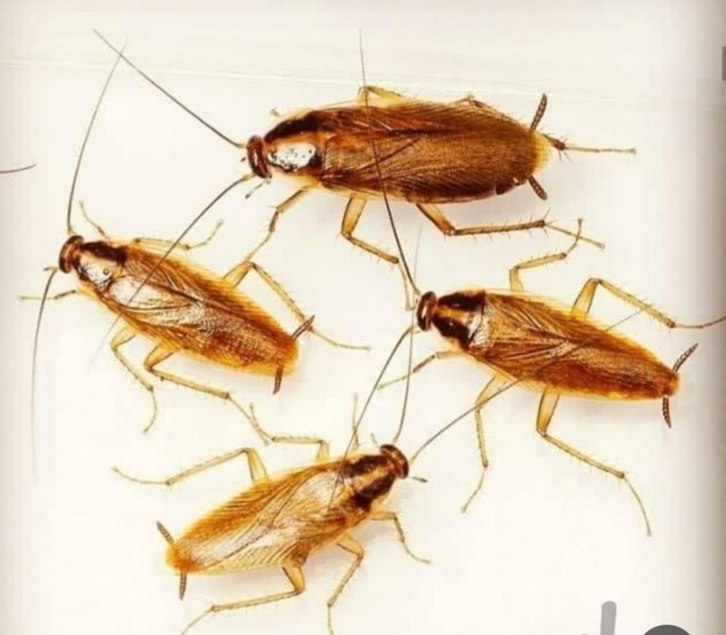 سمپاشی تخصصی منازل با مجوز بهداشت در غرب تهران|خدمات نظافت|اندیشه, اندیشه فاز ۱|دیوار